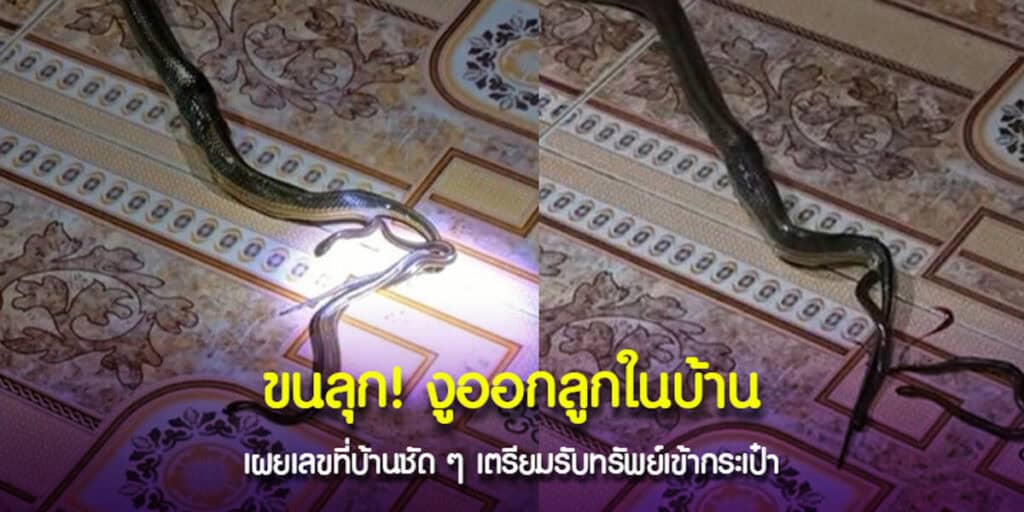 ขนลุก งูออกลูกในบ้าน ลุ้นรวยงวด 16-6-2567